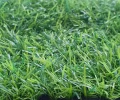 Искусственная трава Prettie Grass 20 мм 2м 2